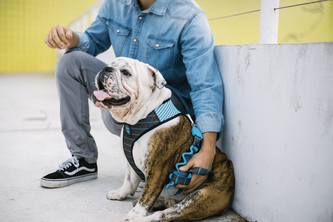 Top 5 tipos cachorros para apartamento - Bulldog Inglês