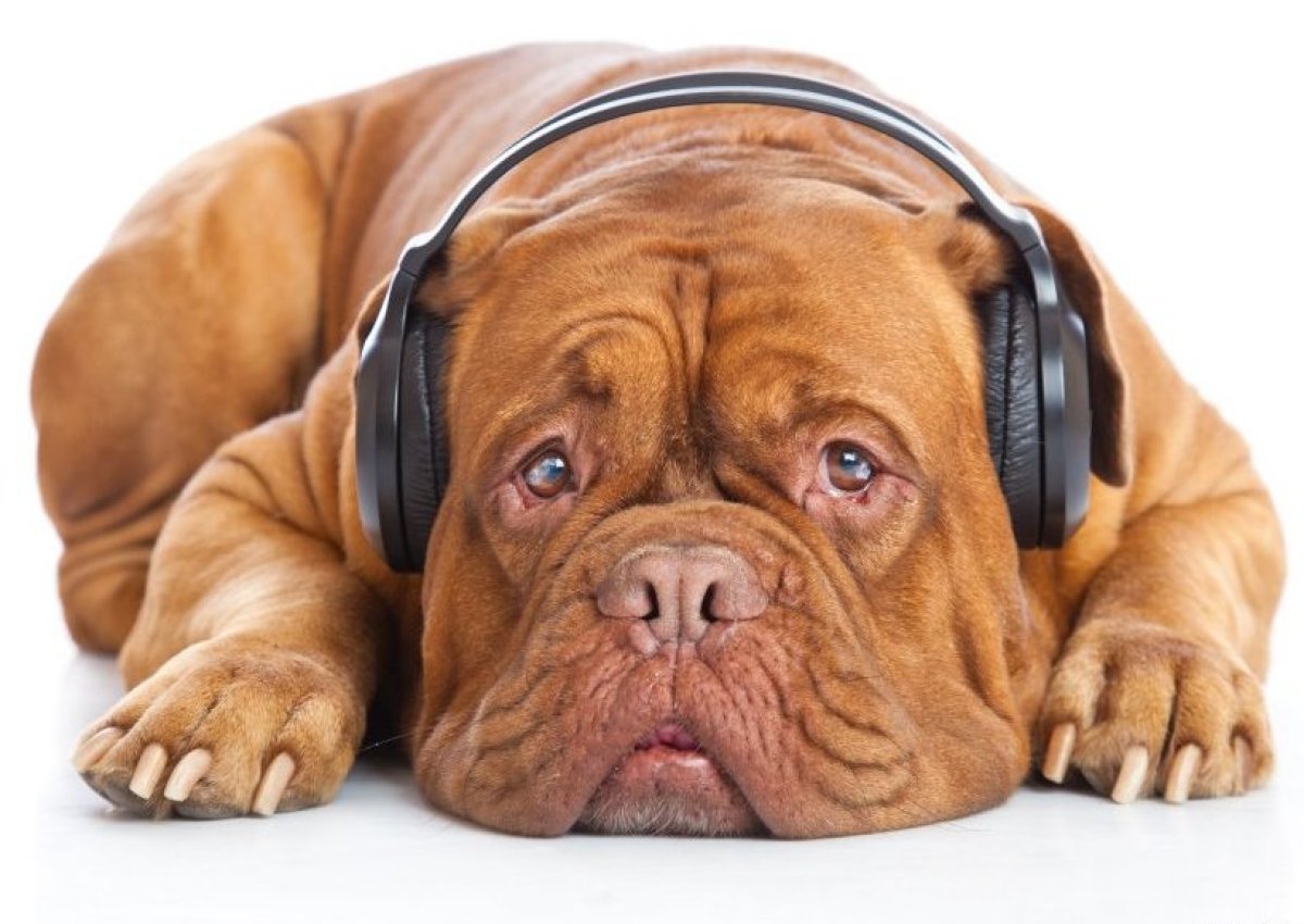 como-acalmar-seu-cachorro-durante-uma-queima-de-fogos