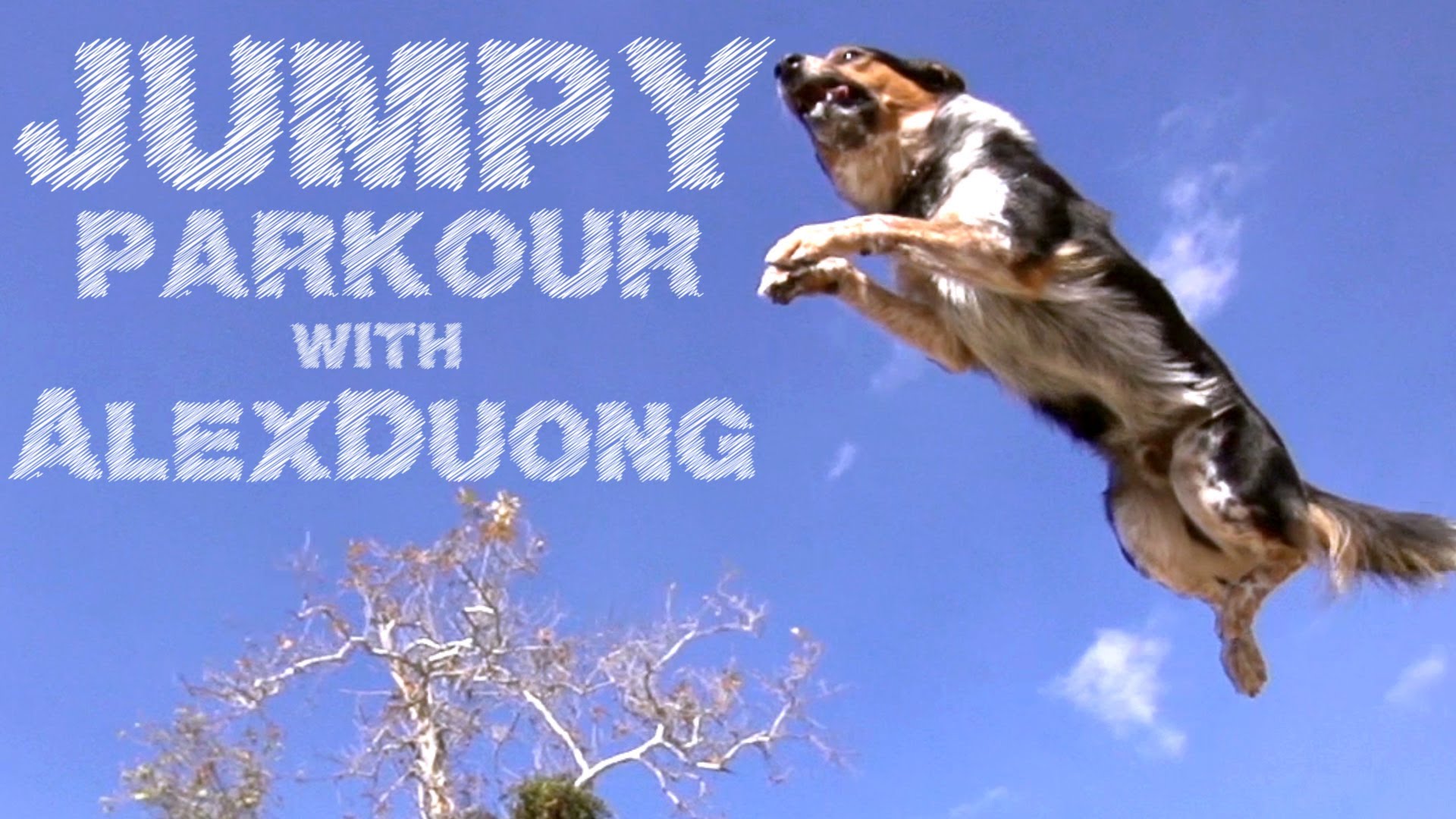 JUMPY O CÃO PARKOUR