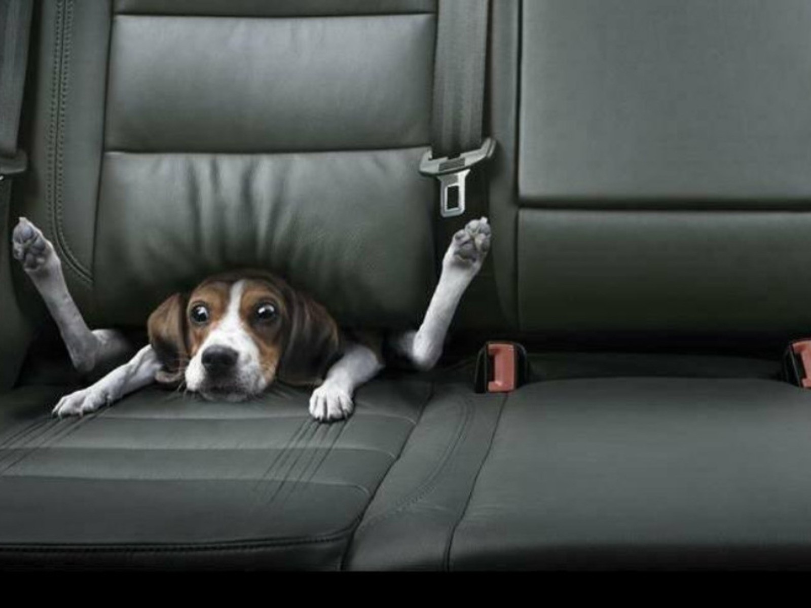 coisas que não se deve fazer com cachorros