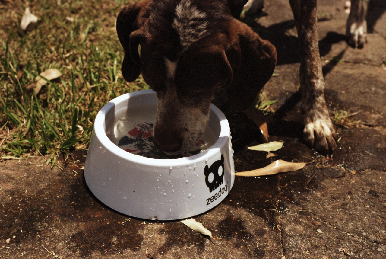 QUANTA ÁGUA CACHORRO DEVE BEBER POR DIA