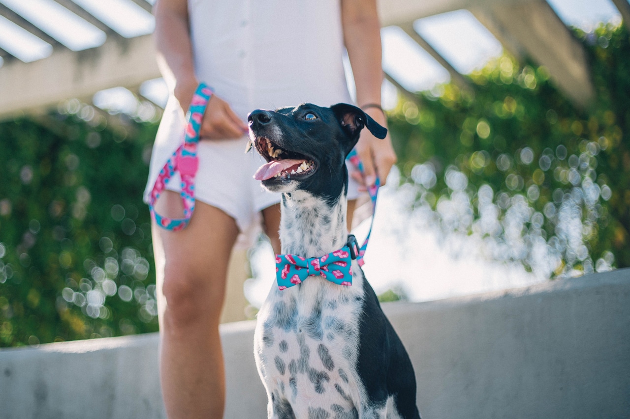 novas estampas da zee.dog - gravata para cachorro