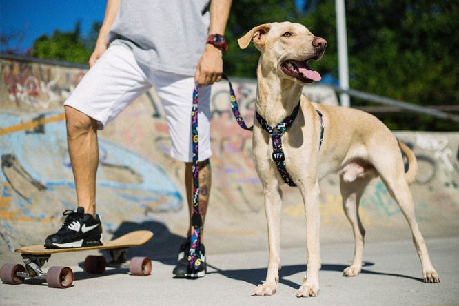 Novas Estampas Zee.Dog - Peitoral para cachorro Kaboom Novas Estampas Zee.Dog - Peitoral para cachorro Kaboom