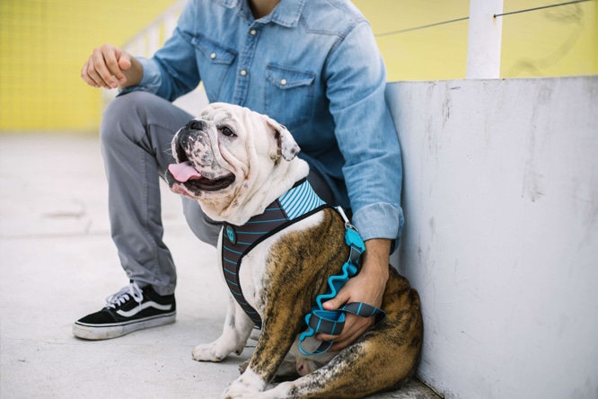Novas Estampas Zee.Dog - Peitoral Mesh Helsinki Novas Estampas Zee.Dog - Peitoral Mesh Helsinki