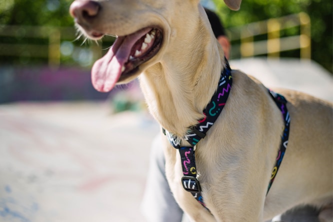 Novas Estampas Zee.Dog - Peitoral para cachorro Kaboom Novas Estampas Zee.Dog - Peitoral para cachorro Kaboom