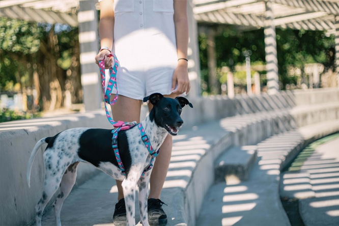 Novas Estampas Zee.Dog - Peitoral H Tetris Novas Estampas Zee.Dog - Peitoral H Tetris