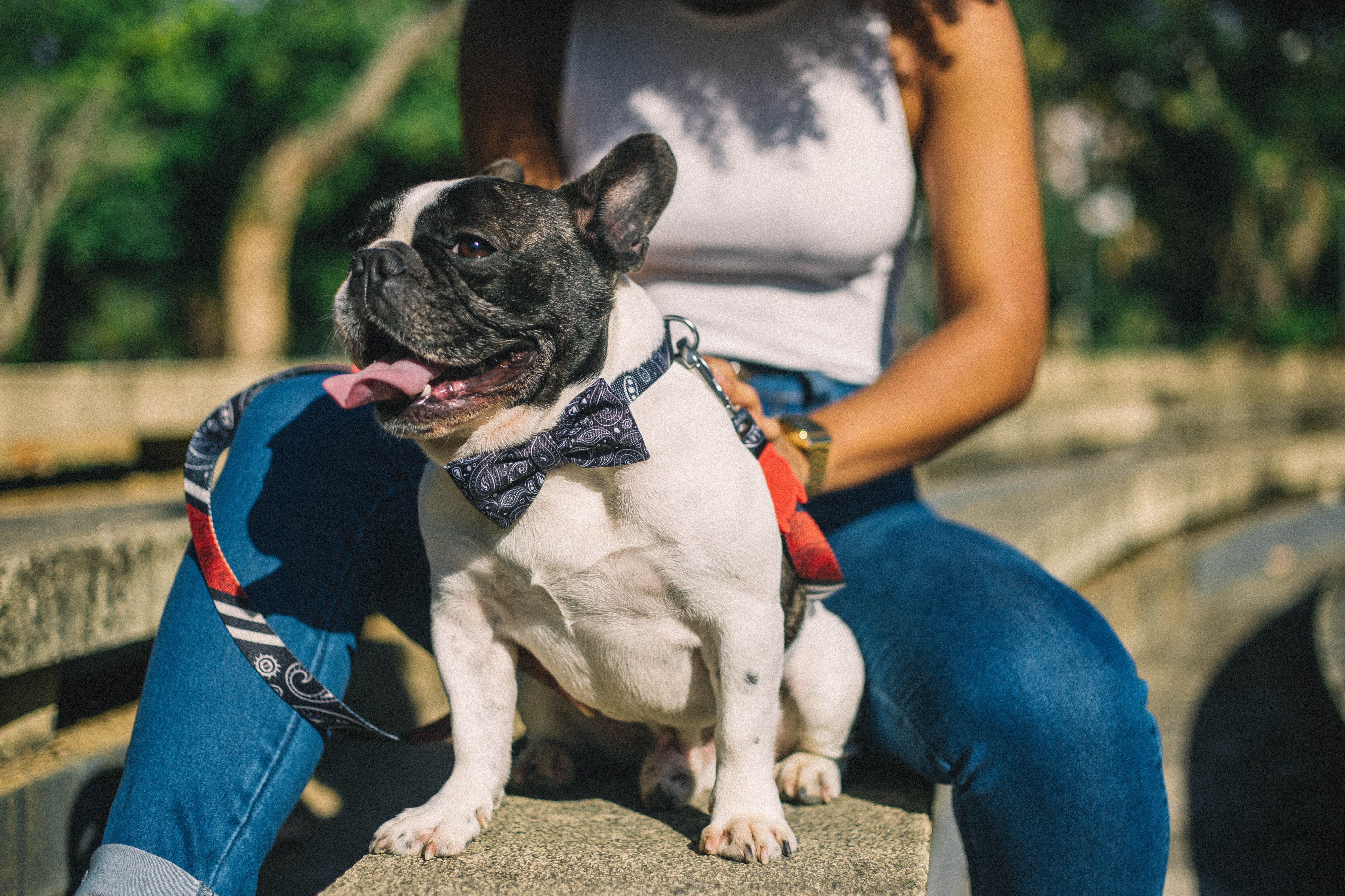 Top 5 tipos cachorros para apartamento - Bulldog Francês