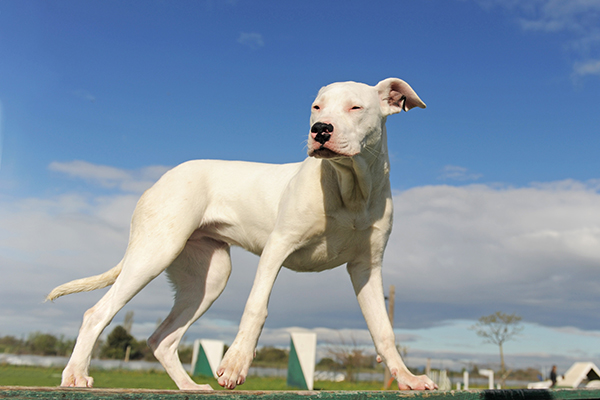 Dogo Argentino: conheça esta raça de cães e as suas caraterísticas