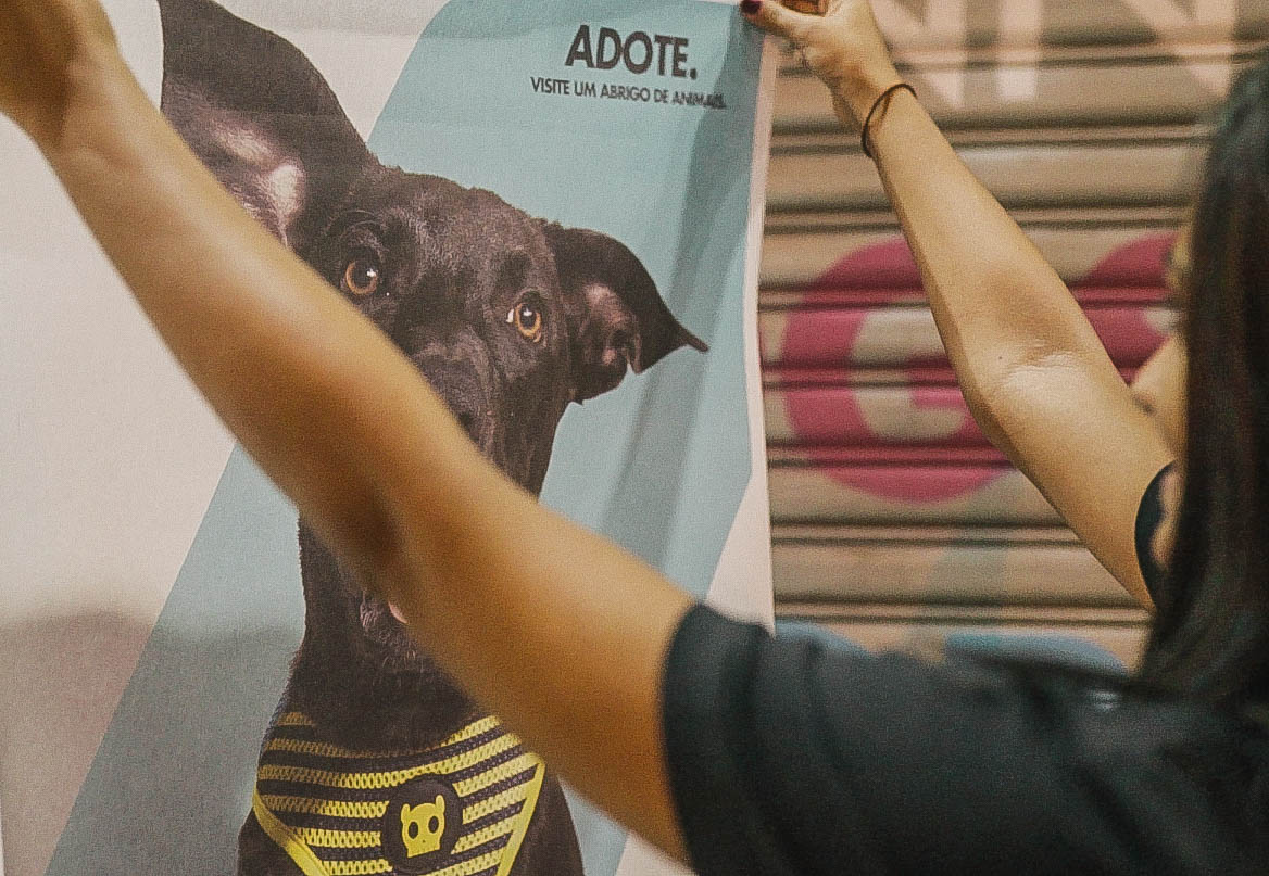campanha de adoção de cachorros