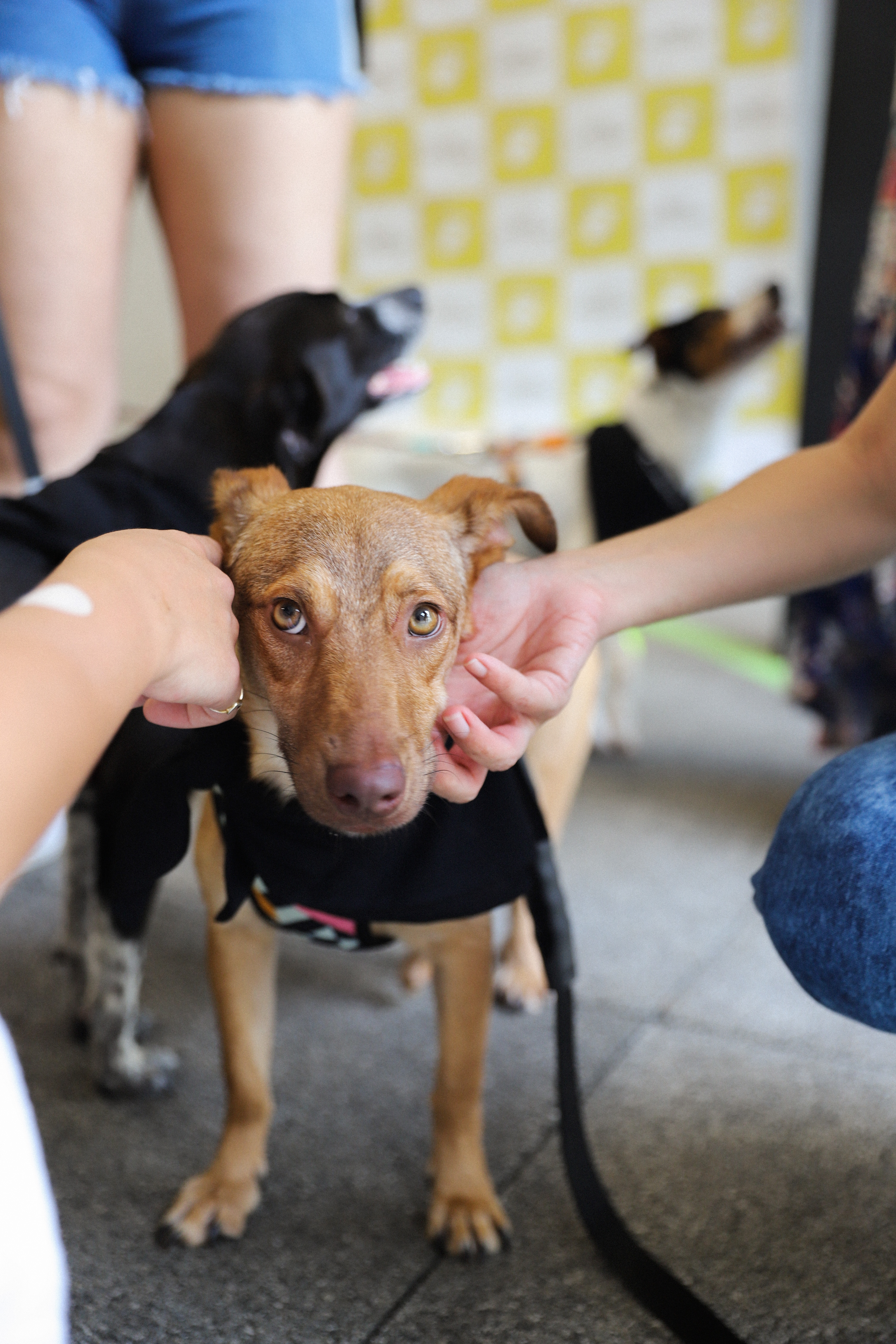 Adoção Cachorros e Gatos Rio de Janeiro, ONG Indefesos